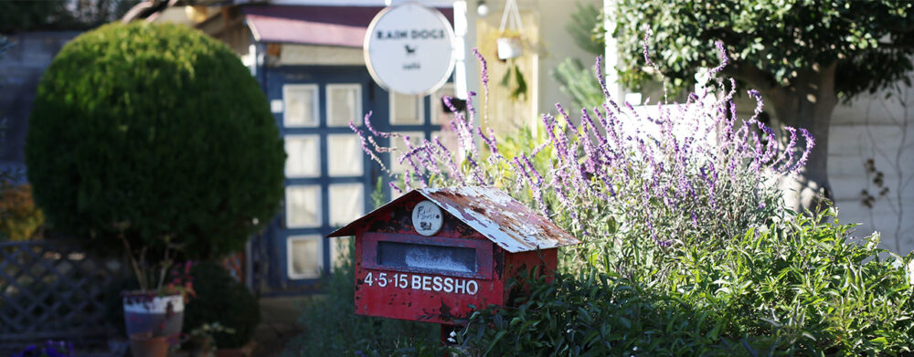 RAIN DOGSの店舗画像3